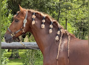 PRE, Stallone, 5 Anni, 165 cm, Sauro