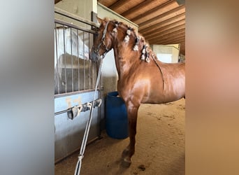 PRE, Stallone, 5 Anni, 165 cm, Sauro