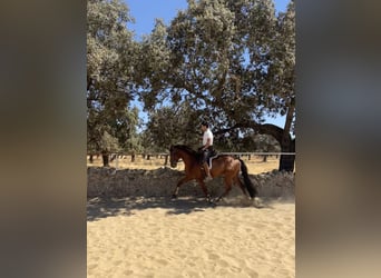 PRE Mix, Stallone, 5 Anni, 165 cm, Sauro ciliegia