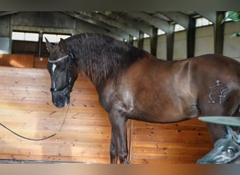 PRE, Stallone, 5 Anni, 165 cm, Sauro scuro