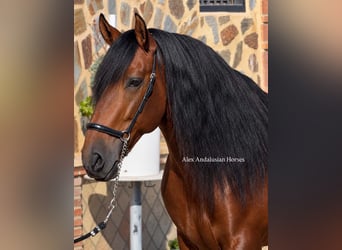 PRE Mix, Stallone, 5 Anni, 166 cm, Baio