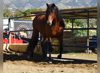 PRE, Stallone, 5 Anni, 166 cm, Baio