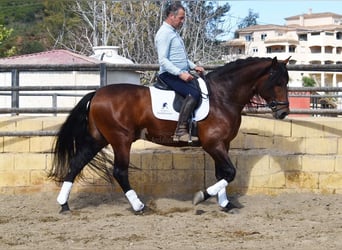 PRE, Stallone, 5 Anni, 166 cm, Baio