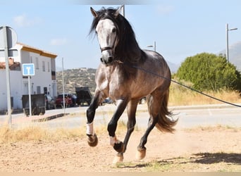 PRE Mix, Stallone, 5 Anni, 166 cm, Grigio