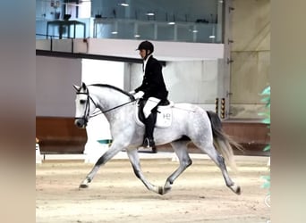 PRE, Stallone, 5 Anni, 166 cm, Grigio pezzato