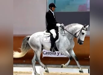 PRE, Stallone, 5 Anni, 166 cm, Grigio pezzato