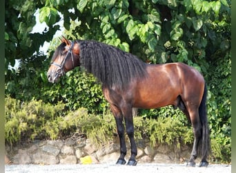 PRE, Stallone, 5 Anni, 167 cm, Baio ciliegia