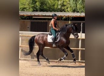 PRE, Stallone, 5 Anni, 167 cm, Baio ciliegia