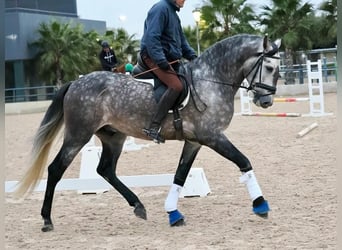 PRE Mix, Stallone, 5 Anni, 167 cm, Grigio