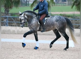 PRE Mix, Stallone, 5 Anni, 167 cm, Grigio
