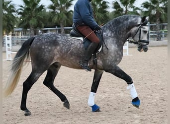 PRE Mix, Stallone, 5 Anni, 167 cm, Grigio
