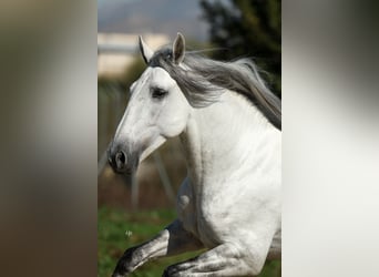 PRE Mix, Stallone, 5 Anni, 167 cm, Grigio