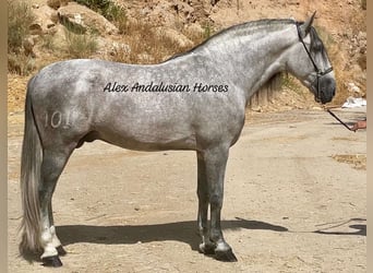 PRE, Stallone, 5 Anni, 167 cm, Grigio