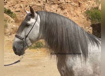 PRE, Stallone, 5 Anni, 167 cm, Grigio