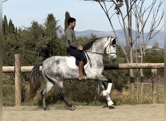 PRE Mix, Stallone, 5 Anni, 167 cm, Grigio