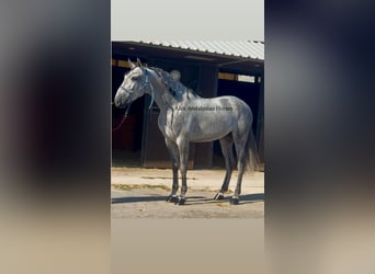 PRE Mix, Stallone, 5 Anni, 167 cm, Grigio