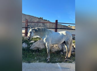 PRE, Stallone, 5 Anni, 167 cm, Grigio