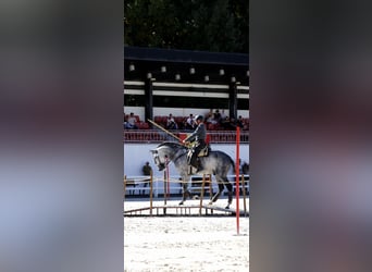 PRE Mix, Stallone, 5 Anni, 167 cm, Grigio