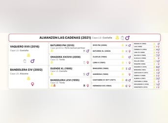 PRE, Stallone, 5 Anni, 168 cm, Baio