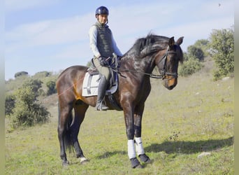 PRE, Stallone, 5 Anni, 168 cm, Baio scuro