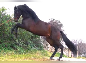 PRE, Stallone, 5 Anni, 168 cm, Baio scuro