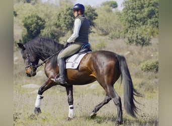 PRE, Stallone, 5 Anni, 168 cm, Baio scuro