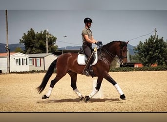 PRE Mix, Stallone, 5 Anni, 168 cm, Baio scuro