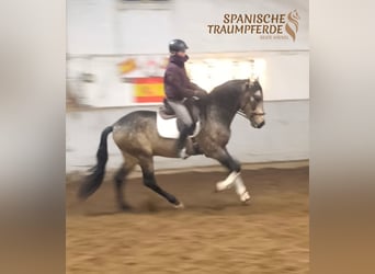 PRE, Stallone, 5 Anni, 168 cm, Falbo
