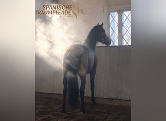 PRE Mix, Stallone, 5 Anni, 168 cm, Falbo