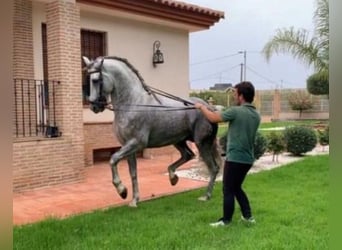 PRE, Stallone, 5 Anni, 168 cm, Grigio