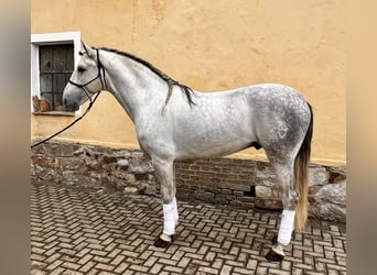 PRE, Stallone, 5 Anni, 168 cm, Grigio