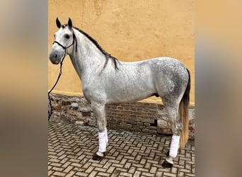 PRE, Stallone, 5 Anni, 168 cm, Grigio
