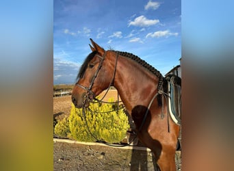 PRE Mix, Stallone, 5 Anni, 168 cm, Grigio