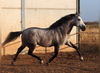 PRE Mix, Stallone, 5 Anni, 168 cm, Grigio