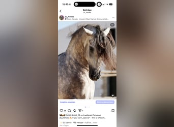 PRE Mix, Stallone, 5 Anni, 168 cm, Grigio