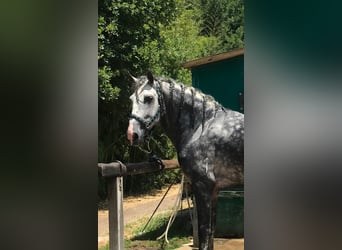 PRE Mix, Stallone, 5 Anni, 168 cm, Grigio
