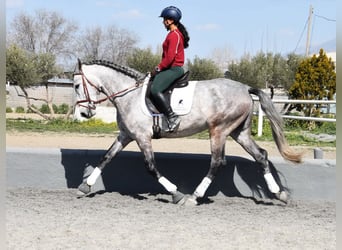 PRE Mix, Stallone, 5 Anni, 168 cm, Grigio