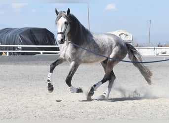 PRE Mix, Stallone, 5 Anni, 168 cm, Grigio