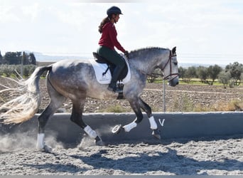 PRE Mix, Stallone, 5 Anni, 168 cm, Grigio