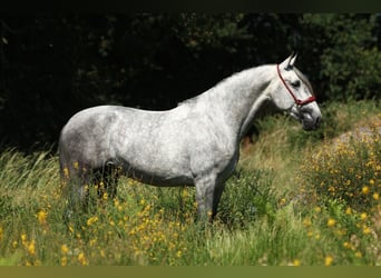 PRE Mix, Stallone, 5 Anni, 168 cm, Grigio