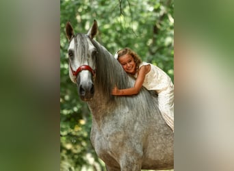 PRE Mix, Stallone, 5 Anni, 168 cm, Grigio