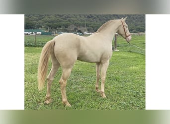 PRE Mix, Stallone, 5 Anni, 168 cm, Pearl