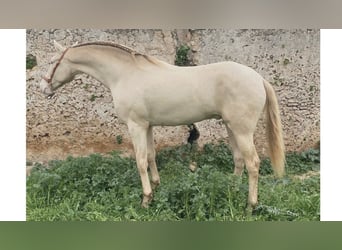 PRE Mix, Stallone, 5 Anni, 168 cm, Pearl