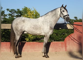 PRE Mix, Stallone, 5 Anni, 169 cm, Grigio