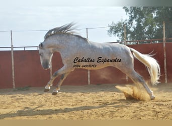 PRE, Stallone, 5 Anni, 169 cm, Grigio