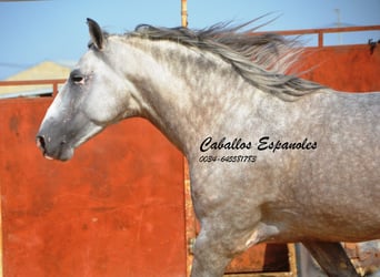 PRE, Stallone, 5 Anni, 169 cm, Grigio