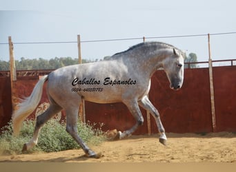 PRE, Stallone, 5 Anni, 169 cm, Grigio