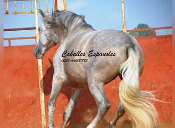 PRE, Stallone, 5 Anni, 169 cm, Grigio