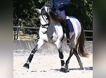 PRE Mix, Stallone, 5 Anni, 169 cm, Grigio