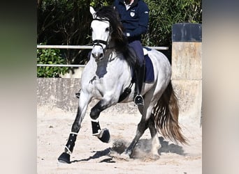 PRE Mix, Stallone, 5 Anni, 169 cm, Grigio